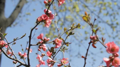 Wind playing with branches in blossom Stock-Footage 7740723