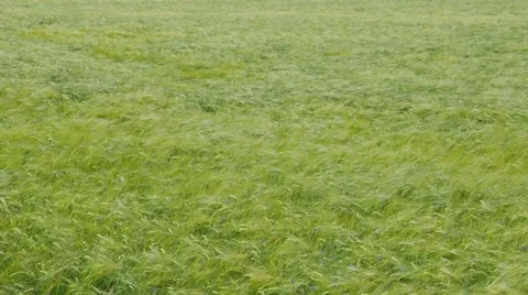 Wind playing in cornfield wide shot 4K Stock Footage 64023101