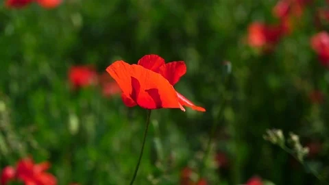 The wind is playing gently with a lonely poppy.Lonely and unrepeatable.A bright Stock Footage 90086756