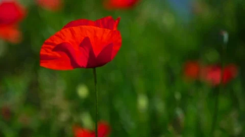 The wind is playing gently with a lonely poppy.Lonely and unrepeatable.A bright Stock Footage 90137177