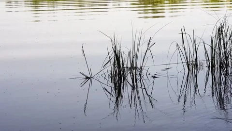 Wind is playing with the grass on the lake Stock Footage 149272850