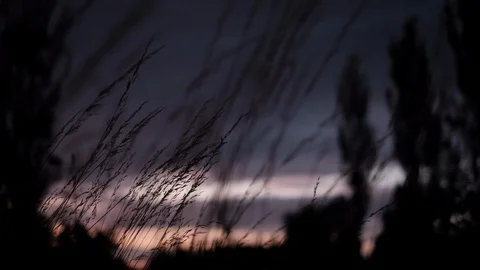 Wind playing with grass in summer evening Stock Footage 114173450