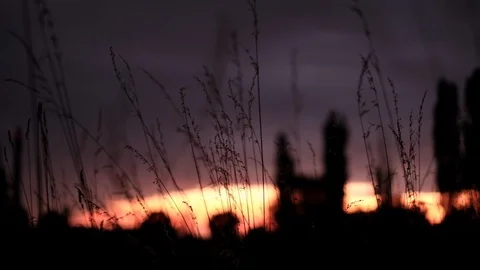 Wind playing with grass in summer evening Stock Footage 114173856