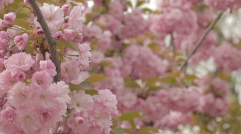 Wind playing with sakura branches in blossom Stock Footage 7753035