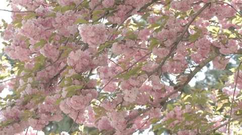 Wind playing with sakura branches in blossom Stock Footage 7766721
