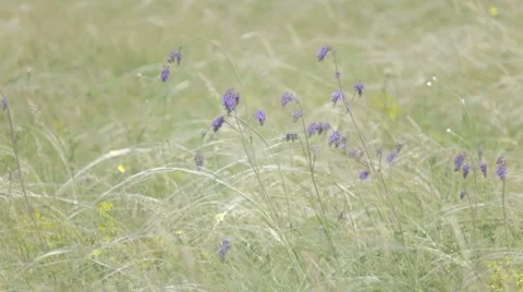 Wind playing with wildflowers in the high green grass Stock Footage 7769134