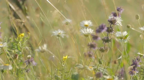 Wind playing with wildflowers in the high green grass Stock-Footage 8366307