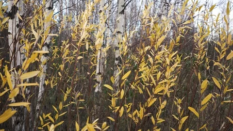 The wind is playing with yellow leaves Stock Footage 119634003