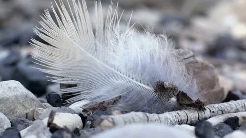 The wind plays with a bird feather lying on the rocks, cinematic footage. 스톡 동영상 82854279