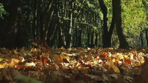 Wind plays with fallen maple leaves in autumn forest Stock Footage 141640771