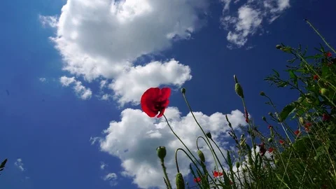 The wind plays gentle with an incredibly beautiful poppy flower in a field in Stock Footage 90132992