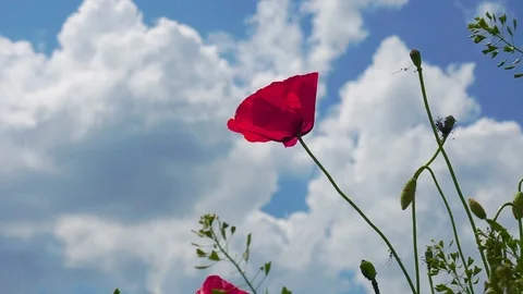 The wind plays gentle with an incredibly beautiful poppy flower in a field in Stock Footage 90139344