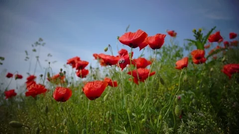 The wind plays gently with incredibly beautiful poppy flowers in a field in the Stock Footage 90090604