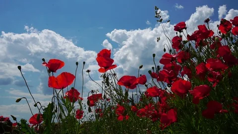 The wind plays gently with incredibly beautiful poppy flowers in a field in the Stock Footage 90094467