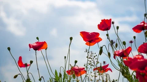 The wind plays gently with incredibly beautiful poppy flowers in a field in the Stock Footage 90308945