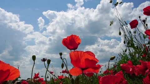 The wind plays gently with incredibly beautiful poppy flowers in a field in the Stock Footage 90354251