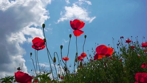 The wind plays gently with incredibly beautiful poppy flowers in a field in the Stock Footage 90354631
