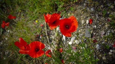 The wind plays gently with incredibly beautiful poppy flowers in a field in the Stock Footage 90355802