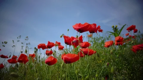 The wind plays gently with incredibly beautiful poppy flowers in a field in the Stock Footage 101383871
