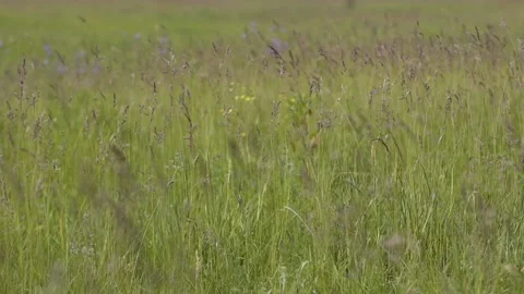 Wind plays with grass in slow motion. Grass on the wind Stock Footage 143588788