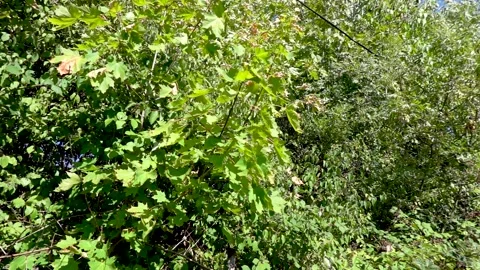 The wind plays with the leaves in the treetops Stock Footage 208880419