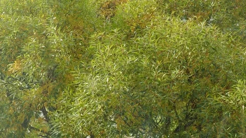 Wind plays with willow branches and leaves in autumn Video stock 140845791