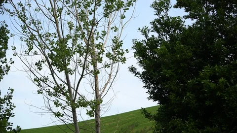 Wind on poplar tree close up still shoot  Video stock 111397961
