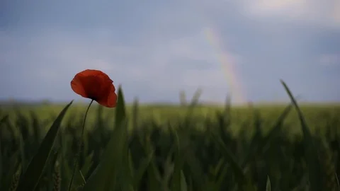 Wind is poppy, in the background rainbow after rain Stock Footage 111748819