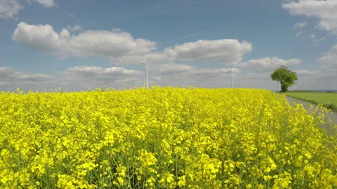 Wind power generators on  a rapeseed field in Luxembourg countryside. Stock Footage 108588927