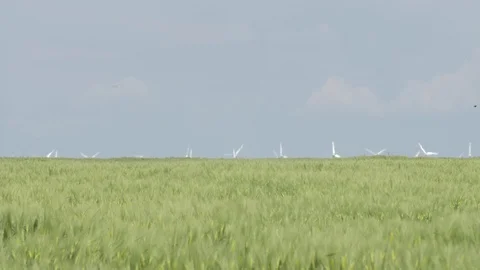 Wind power stations on the horizon between green field and blue sky Stock Footage 109453373