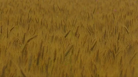 Wind power stations on the horizon in the middle of a wheat field Stock Footage 75966587