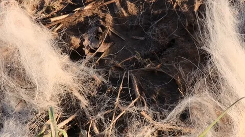 Wind pulling cotton on the ground Stock Footage 128635498
