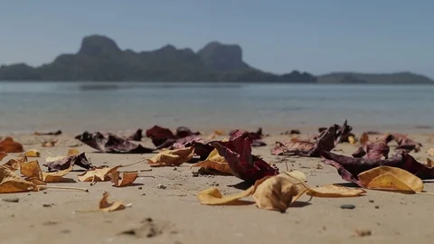 Wind push orange and red leafs on the sand of the Philippines beach near the  Stock Footage 116007231