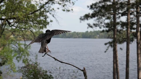Wind pushes a bird backwards off its perch. Video stock 99753616