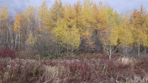 Wind in quaking aspen trees in October Stock Footage 141805133