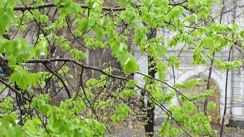 Wind, Rain And Snow And Green Trees At Summer Day in Russia. Stock Footage 89253180