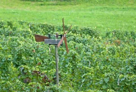 Wind rattle in vineyard Stock Photos