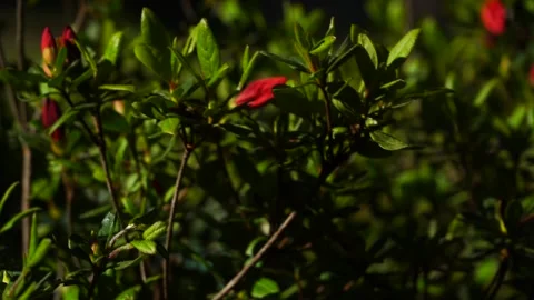 The wind in the red flowers Stock Footage 272636811