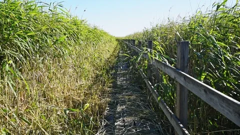 Wind in reedbed Stock Footage 95276453