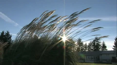 Wind in Reeds 2 Stock Footage 20772188