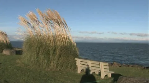 Wind in Reeds 3 Stock Footage 20772150