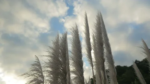 Wind in reeds on the beach at the end of the day, in New Zealand Stock Footage 220038047