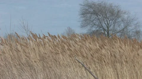Wind in the Reeds Stock-Footage 11495480