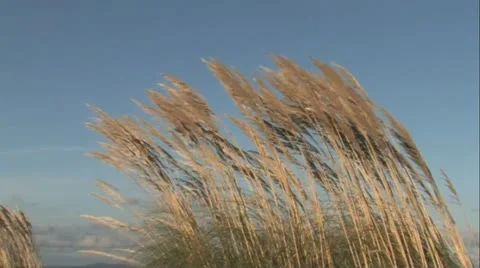 Wind in Reeds Stock Footage 20772209
