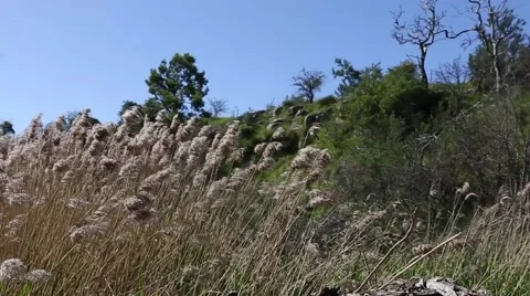 Wind in the reeds Stock-Footage 40030279