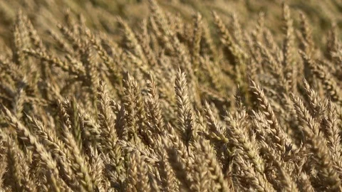 Wind in ripe golden wheat fields, ears motion in wind Stock Footage 119476707