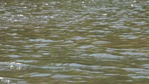 Wind ripples on the surface of a pond Stock-Footage 341496430