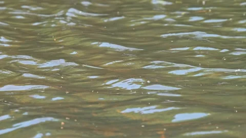 Wind ripples on the surface of a pond Vídeos de archivo 345899023