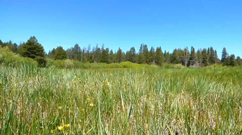 Wind Rippling Grass Видео 39385813