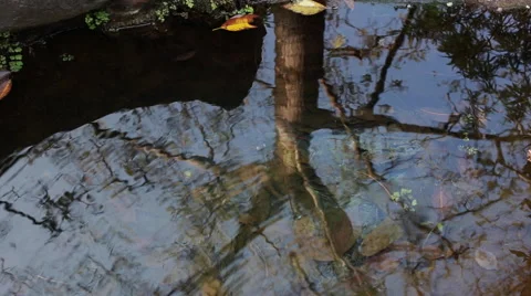 The wind rippling a smooth surface of water, the reflection of sky and tree Stock Footage 62981116